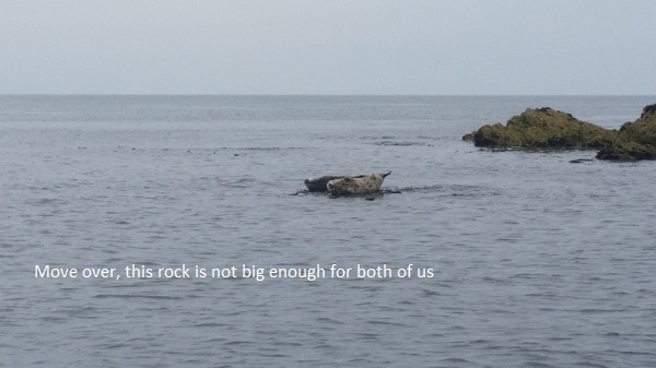 Seals on Bardsey Island