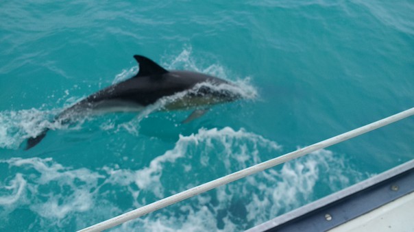dolphins in Bristol Channel